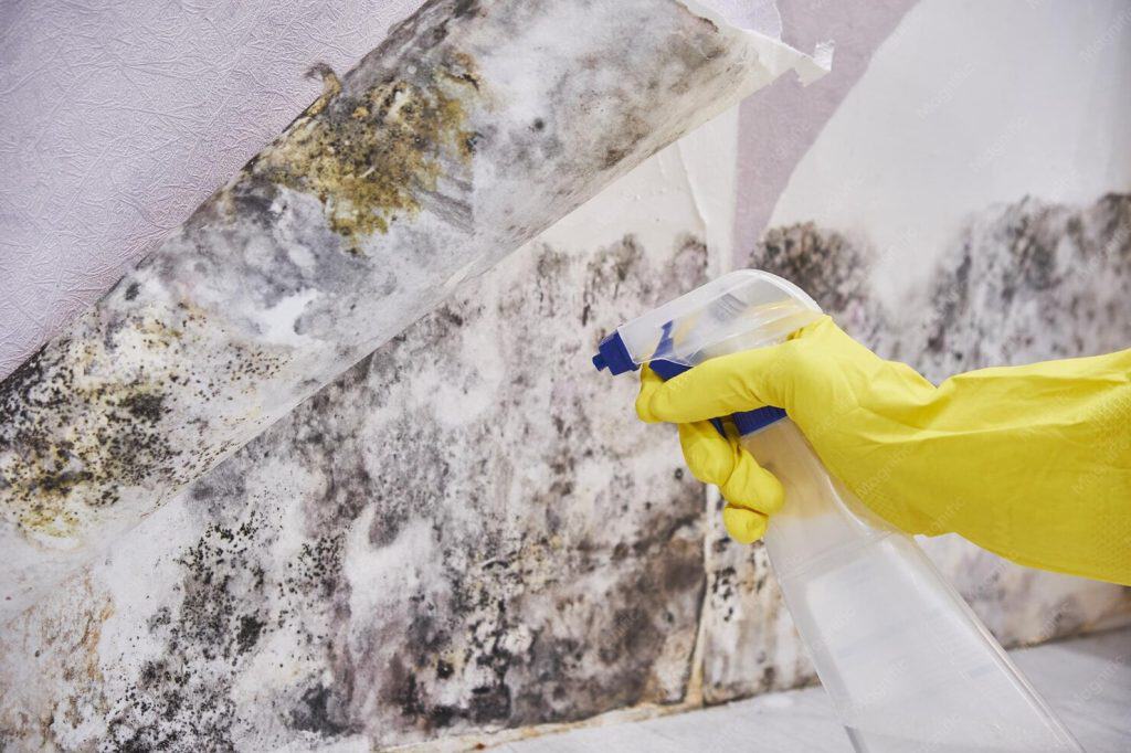 Housekeeper S Hand With Glove Cleaning Mold From Wall With Sponge Spray Bottle 941451 1911